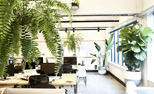 Introduce nature to your office