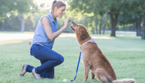 Giving dog treats as a form of reward