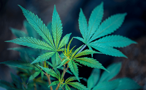 Marijuana myths
