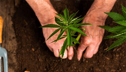 Best practices for compost use outdoor marijuana plants