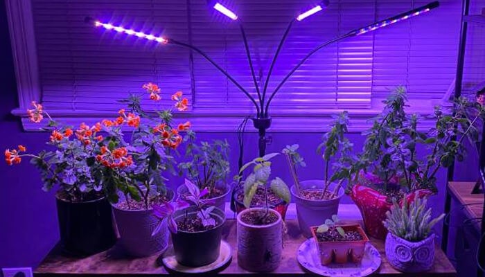 Gaining popularity is the use of plant growth lamps