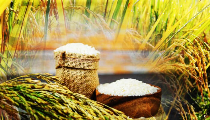 India's Rice Supply
