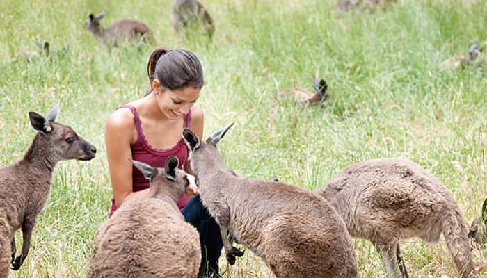 Australia’s wild side kangaroo island