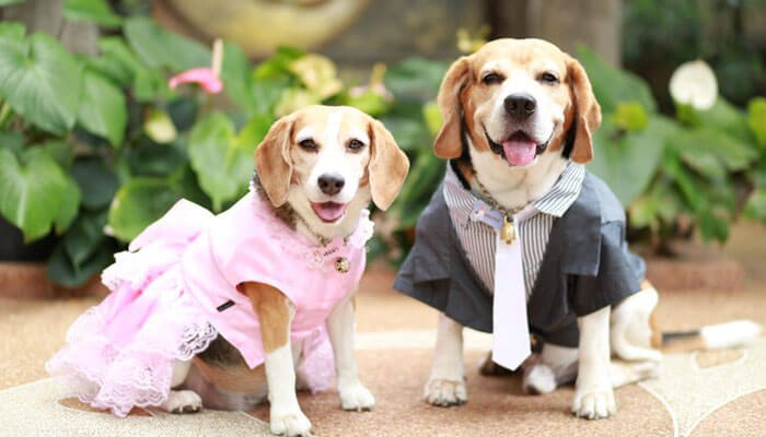 Dressing up large dogs: two beagles are attired in their sunday best-one in a pink dress, the other in a gray suit-and both are sitting outside.