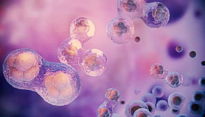 Induced pluripotent stem cells