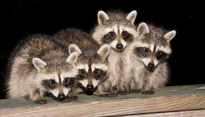 Four raccoons sitting together on a wooden fence at night, symbolizing challenges in rural raccoon removal efforts.