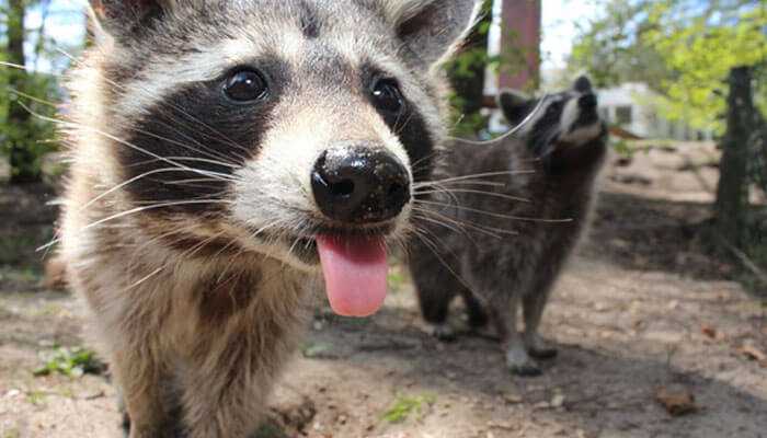 A close-up of a nosy raccoon sticking its tongue out to illustrate the significance of rural raccoon removal in outdoor settings.