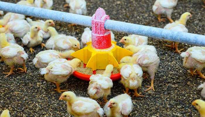 The image depicts broiler chicks feeding from a yellow and red feeder in a clean, well-managed poultry setup that reducing feed waste and increases efficiency.