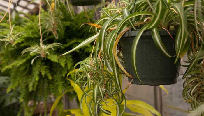 Healthy spider plants thriving in hanging pots inside a greenhouse, perfect examples of how to grow spider plants indoors in small spaces.
