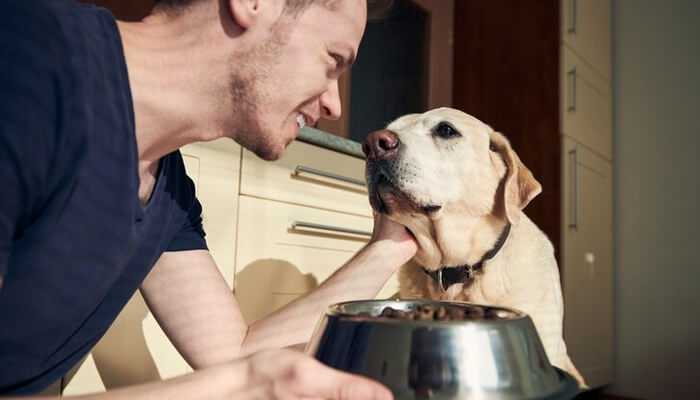 Man lovingly offering food to his labrador, representing the personalization benefits of dog food subscriptions.
